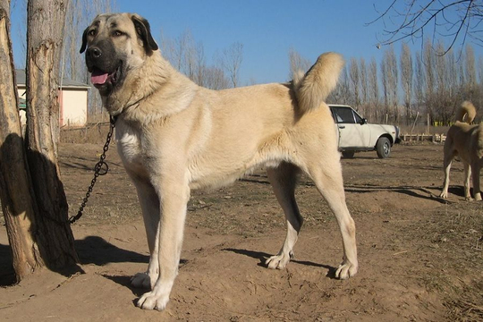 Kangal